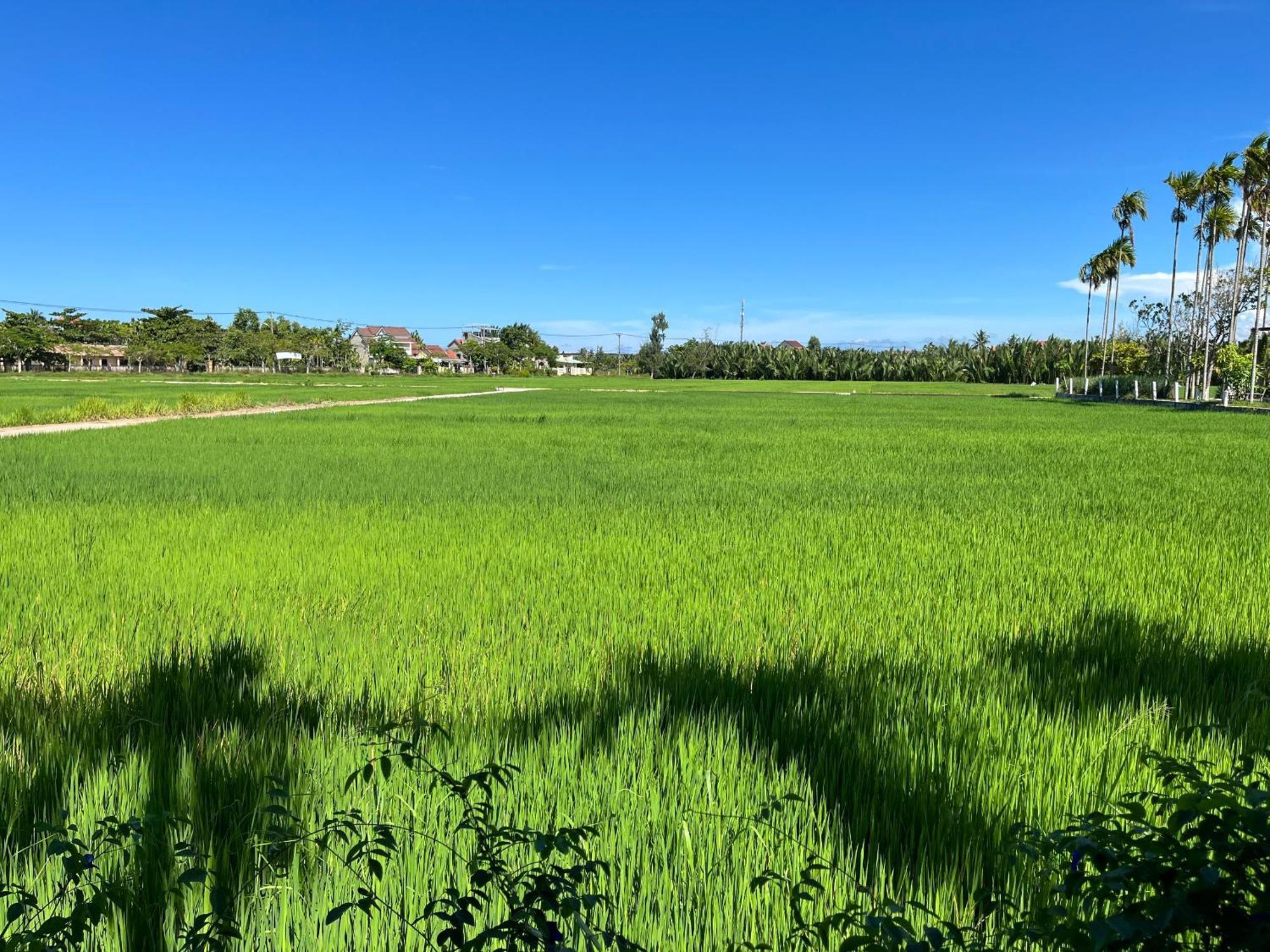 Chez Mimosa Hoi An - Rice Field - New Address Dx18, Thanh Nhut, Cam Thanh Exterior photo